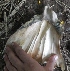  ( - Btul5)  @11 [ ] No Rights Reserved  Unspecified Unspecified