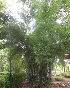  ( - Btul5)  @11 [ ] No Rights Reserved  Unspecified Unspecified
