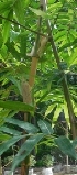  ( - Bven7)  @11 [ ] No Rights Reserved  Unspecified Unspecified