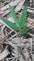 ( - Bb37a)  @11 [ ] No Rights Reserved  Unspecified Unspecified