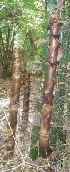  ( - Bb37a)  @11 [ ] No Rights Reserved  Unspecified Unspecified