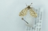  (Peloponnesia sp. nov - CMW_BC0634)  @11 [ ] copyright (2025) Unspecified POESE
