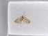  (Bijugis comitella - CWA_BC0161)  @11 [ ] copyright (2025) Unspecified POESE