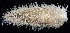  ( - BOIMB_0005)  @11 [ ] CreativeCommons  Attribution Non-Commercial Share-Alike (2019) The Smithsonian Institution The Smithsonian Institution National Museum of Natural History, Department of Invertebrate Zoology