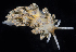  (Tenellia flavovulta - BOIMB_0054)  @11 [ ] CreativeCommons  Attribution Non-Commercial Share-Alike (2019) The Smithsonian Institution The Smithsonian Institution National Museum of Natural History, Department of Invertebrate Zoology
