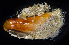  ( - BOIMB_0547)  @11 [ ] CreativeCommons  Attribution Non-Commercial Share-Alike (2019) The Smithsonian Institution The Smithsonian Institution National Museum of Natural History, Department of Invertebrate Zoology