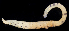  ( - BOIMB_0548)  @11 [ ] CreativeCommons  Attribution Non-Commercial Share-Alike (2019) The Smithsonian Institution The Smithsonian Institution National Museum of Natural History, Department of Invertebrate Zoology