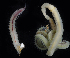  ( - BOIMB_0178)  @11 [ ] CreativeCommons  Attribution Non-Commercial Share-Alike (2019) The Smithsonian Institution The Smithsonian Institution National Museum of Natural History, Department of Invertebrate Zoology