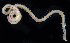  (Glycera tenuis - BOIMB_0177)  @11 [ ] CreativeCommons  Attribution Non-Commercial Share-Alike (2019) The Smithsonian Institution The Smithsonian Institution National Museum of Natural History, Department of Invertebrate Zoology