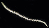  ( - BOIMB_0661)  @11 [ ] CreativeCommons  Attribution Non-Commercial Share-Alike (2019) The Smithsonian Institution The Smithsonian Institution National Museum of Natural History, Department of Invertebrate Zoology