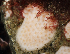  ( - BOIMB_0728)  @11 [ ] CreativeCommons  Attribution Non-Commercial Share-Alike (2019) The Smithsonian Institution The Smithsonian Institution National Museum of Natural History, Department of Invertebrate Zoology