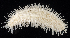  ( - BOIMB_0798)  @11 [ ] CreativeCommons  Attribution Non-Commercial Share-Alike (2019) The Smithsonian Institution The Smithsonian Institution National Museum of Natural History, Department of Invertebrate Zoology