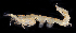  ( - BOIMB_0618)  @11 [ ] CreativeCommons  Attribution Non-Commercial Share-Alike (2019) The Smithsonian Institution The Smithsonian Institution National Museum of Natural History, Department of Invertebrate Zoology