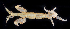  (Caprella pilipalma - BOIMB_0617)  @11 [ ] CreativeCommons  Attribution Non-Commercial Share-Alike (2019) The Smithsonian Institution The Smithsonian Institution National Museum of Natural History, Department of Invertebrate Zoology