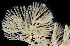  ( - BOIMB_0965)  @11 [ ] CreativeCommons  Attribution Non-Commercial Share-Alike (2019) The Smithsonian Institution The Smithsonian Institution National Museum of Natural History, Department of Invertebrate Zoology