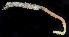  ( - BOIMB_0711)  @11 [ ] CreativeCommons  Attribution Non-Commercial Share-Alike (2019) The Smithsonian Institution The Smithsonian Institution National Museum of Natural History, Department of Invertebrate Zoology