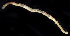  ( - BOIMB_0710)  @11 [ ] CreativeCommons  Attribution Non-Commercial Share-Alike (2019) The Smithsonian Institution The Smithsonian Institution National Museum of Natural History, Department of Invertebrate Zoology