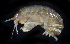  ( - BOIMB_0649)  @11 [ ] CreativeCommons  Attribution Non-Commercial Share-Alike (2019) The Smithsonian Institution The Smithsonian Institution National Museum of Natural History, Department of Invertebrate Zoology