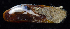  ( - BOIMB_0983)  @11 [ ] CreativeCommons  Attribution Non-Commercial Share-Alike (2019) The Smithsonian Institution The Smithsonian Institution National Museum of Natural History, Department of Invertebrate Zoology