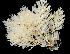  ( - BOIMB_0755)  @11 [ ] CreativeCommons  Attribution Non-Commercial Share-Alike (2019) The Smithsonian Institution The Smithsonian Institution National Museum of Natural History, Department of Invertebrate Zoology