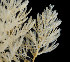  ( - BOIMB_0755)  @11 [ ] CreativeCommons  Attribution Non-Commercial Share-Alike (2019) The Smithsonian Institution The Smithsonian Institution National Museum of Natural History, Department of Invertebrate Zoology