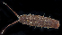  ( - BOIMB_0827)  @11 [ ] CreativeCommons  Attribution Non-Commercial Share-Alike (2019) The Smithsonian Institution The Smithsonian Institution National Museum of Natural History, Department of Invertebrate Zoology