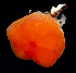  ( - BOIMB_0910)  @11 [ ] CreativeCommons  Attribution Non-Commercial Share-Alike (2019) The Smithsonian Institution The Smithsonian Institution National Museum of Natural History, Department of Invertebrate Zoology
