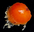  ( - BOIMB_0909)  @11 [ ] CreativeCommons  Attribution Non-Commercial Share-Alike (2019) The Smithsonian Institution The Smithsonian Institution National Museum of Natural History, Department of Invertebrate Zoology