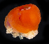  ( - BOIMB_0908)  @11 [ ] CreativeCommons  Attribution Non-Commercial Share-Alike (2019) The Smithsonian Institution The Smithsonian Institution National Museum of Natural History, Department of Invertebrate Zoology