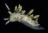  ( - BOIMB_1169)  @11 [ ] CreativeCommons  Attribution Non-Commercial Share-Alike (2019) The Smithsonian Institution The Smithsonian Institution National Museum of Natural History, Department of Invertebrate Zoology