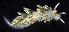  ( - BOIMB_1163)  @11 [ ] CreativeCommons  Attribution Non-Commercial Share-Alike (2019) The Smithsonian Institution The Smithsonian Institution National Museum of Natural History, Department of Invertebrate Zoology
