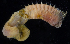  ( - BOIMB_0693)  @11 [ ] CreativeCommons  Attribution Non-Commercial Share-Alike (2019) The Smithsonian Institution The Smithsonian Institution National Museum of Natural History, Department of Invertebrate Zoology
