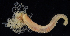  ( - BOIMB_0154)  @11 [ ] CreativeCommons  Attribution Non-Commercial Share-Alike (2019) The Smithsonian Institution The Smithsonian Institution National Museum of Natural History, Department of Invertebrate Zoology
