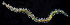  (Nereis latescens - BOIMB_0663)  @11 [ ] CreativeCommons  Attribution Non-Commercial Share-Alike (2019) The Smithsonian Institution The Smithsonian Institution National Museum of Natural History, Department of Invertebrate Zoology