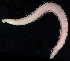  ( - BOIMB_0698)  @11 [ ] CreativeCommons  Attribution Non-Commercial Share-Alike (2019) The Smithsonian Institution The Smithsonian Institution National Museum of Natural History, Department of Invertebrate Zoology