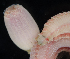  ( - BOIMB_0698)  @11 [ ] CreativeCommons  Attribution Non-Commercial Share-Alike (2019) The Smithsonian Institution The Smithsonian Institution National Museum of Natural History, Department of Invertebrate Zoology