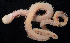  ( - BOIMB_0697)  @11 [ ] CreativeCommons  Attribution Non-Commercial Share-Alike (2019) The Smithsonian Institution The Smithsonian Institution National Museum of Natural History, Department of Invertebrate Zoology