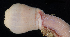  ( - BOIMB_0697)  @11 [ ] CreativeCommons  Attribution Non-Commercial Share-Alike (2019) The Smithsonian Institution The Smithsonian Institution National Museum of Natural History, Department of Invertebrate Zoology