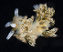  ( - BOIMB_0376)  @11 [ ] CreativeCommons  Attribution Non-Commercial Share-Alike (2019) The Smithsonian Institution The Smithsonian Institution National Museum of Natural History, Department of Invertebrate Zoology