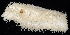  ( - BOIMB_0884)  @11 [ ] CreativeCommons  Attribution Non-Commercial Share-Alike (2019) The Smithsonian Institution The Smithsonian Institution National Museum of Natural History, Department of Invertebrate Zoology