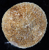  ( - BOIMB_0942)  @11 [ ] CreativeCommons  Attribution Non-Commercial Share-Alike (2019) The Smithsonian Institution The Smithsonian Institution National Museum of Natural History, Department of Invertebrate Zoology