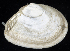  ( - BOIMB_0954)  @11 [ ] CreativeCommons  Attribution Non-Commercial Share-Alike (2019) The Smithsonian Institution The Smithsonian Institution National Museum of Natural History, Department of Invertebrate Zoology