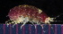  ( - BOIMB_1118)  @11 [ ] CreativeCommons  Attribution Non-Commercial Share-Alike (2019) The Smithsonian Institution The Smithsonian Institution National Museum of Natural History, Department of Invertebrate Zoology