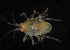  (Polycheria - BOIMB_1106)  @11 [ ] CreativeCommons  Attribution Non-Commercial Share-Alike (2019) The Smithsonian Institution The Smithsonian Institution National Museum of Natural History, Department of Invertebrate Zoology