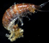  ( - BOIMB_1119)  @11 [ ] CreativeCommons  Attribution Non-Commercial Share-Alike (2019) The Smithsonian Institution The Smithsonian Institution National Museum of Natural History, Department of Invertebrate Zoology