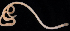  ( - BOIMB_0474)  @11 [ ] CreativeCommons  Attribution Non-Commercial Share-Alike (2019) The Smithsonian Institution The Smithsonian Institution National Museum of Natural History, Department of Invertebrate Zoology