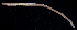  ( - BOIMB_0466)  @11 [ ] CreativeCommons  Attribution Non-Commercial Share-Alike (2019) The Smithsonian Institution The Smithsonian Institution National Museum of Natural History, Department of Invertebrate Zoology