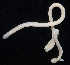  ( - BOIMB_0467)  @11 [ ] CreativeCommons  Attribution Non-Commercial Share-Alike (2019) The Smithsonian Institution The Smithsonian Institution National Museum of Natural History, Department of Invertebrate Zoology