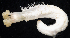  ( - BOIMB_1318)  @11 [ ] CreativeCommons  Attribution Non-Commercial Share-Alike (2019) The Smithsonian Institution The Smithsonian Institution National Museum of Natural History, Department of Invertebrate Zoology