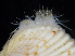  ( - BOIMB_0816)  @11 [ ] CreativeCommons  Attribution Non-Commercial Share-Alike (2019) The Smithsonian Institution The Smithsonian Institution National Museum of Natural History, Department of Invertebrate Zoology